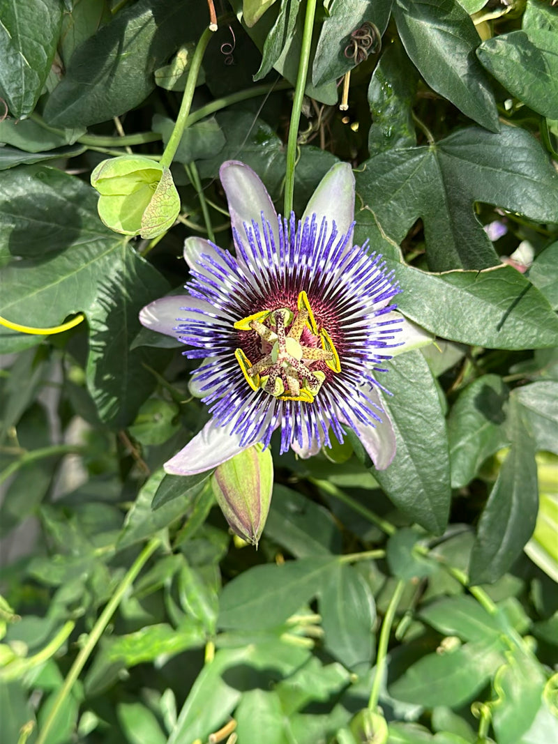 Passiflora blu — Bild 1