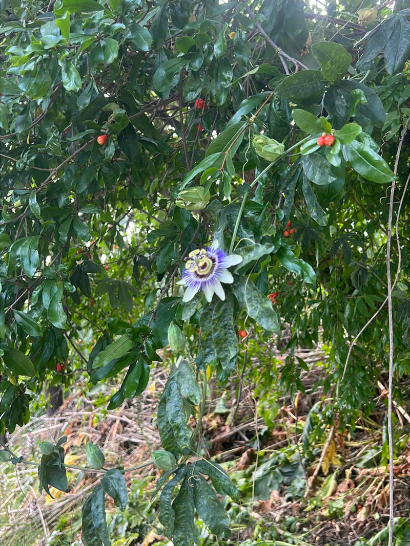 L'immagine mostra un fiore aperto di passiflora blu, circondato da fogliame verde e viticci. Il fiore complesso è posizionato centralmente nella parte inferi...