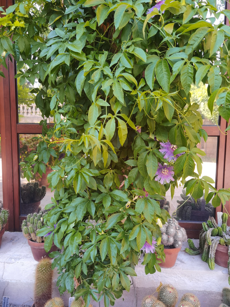 Si vede una passiflora blu in crescita rigogliosa con fogliame verde e caratteristichefiori viola e bianchi. La pianta rampante è posizionata davanti a una f...