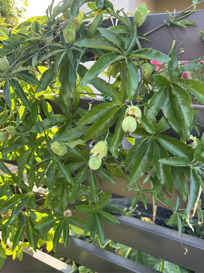 Si vede una lussuosa passiflora blu con foglie caratteristiche e diversi frutti verdi in crescita. La pianta rampicante si arrampica su una recinzione scura ...