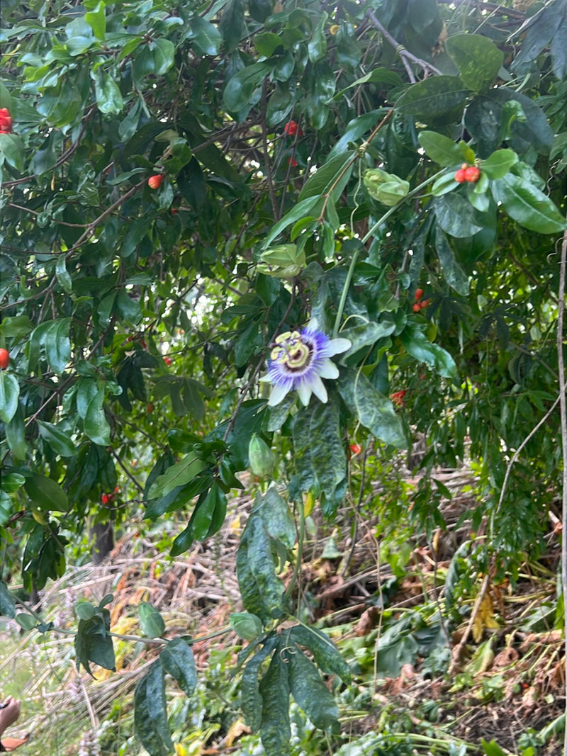 È visibile un fiore aperto di passiflora blu con la sua caratteristica corona all'interno di una fitta vegetazione.