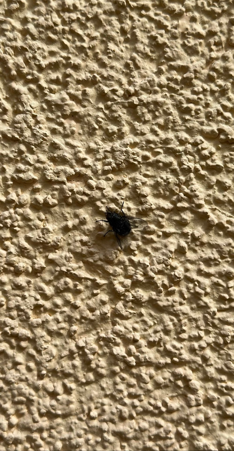 Mosca carnaria — Bild 3
