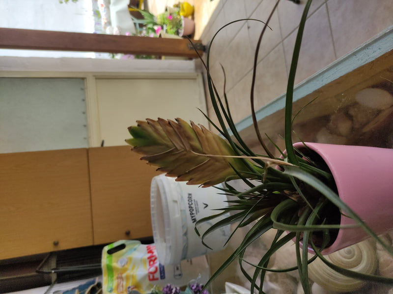 Blaue Tillandsie — Bild 2