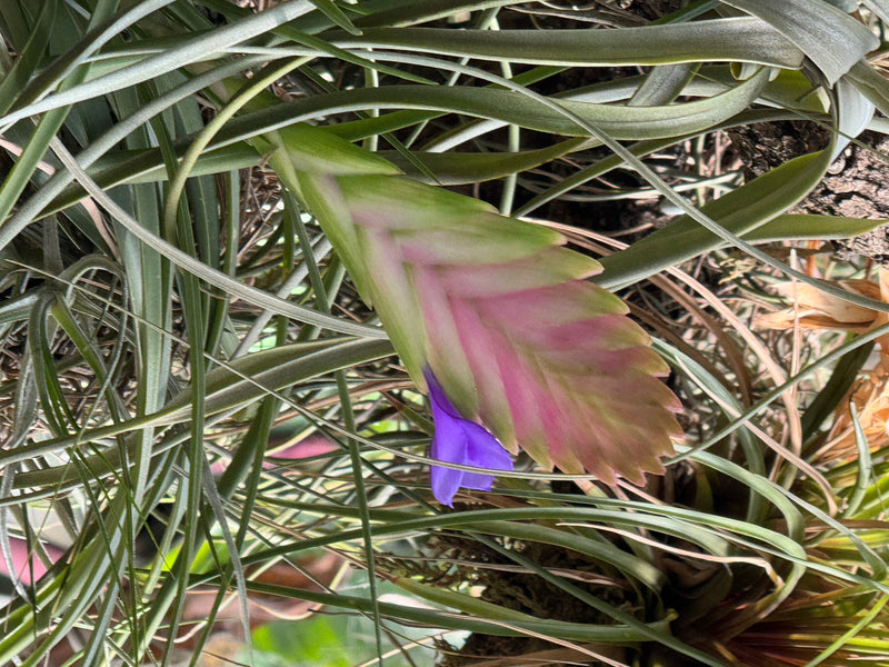 Una Tillandsia cyanea con una spiga floreale piatta e rosata da cui spunta un singolo fiore blu-violetto, circondata da foglie sottili.