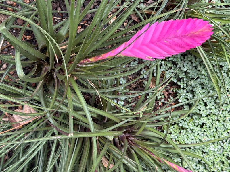 Una Tillandsia cyanea con strette foglie verdi e una vistosa infiorescenza rosa vista dall'alto.