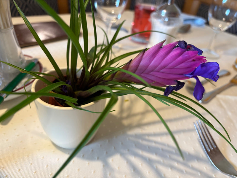 Tillandsia blu — foto 4 di 5