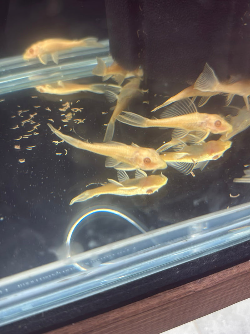 Pesce gatto con antenna blu (forma riproduttiva albina) — Bild 1