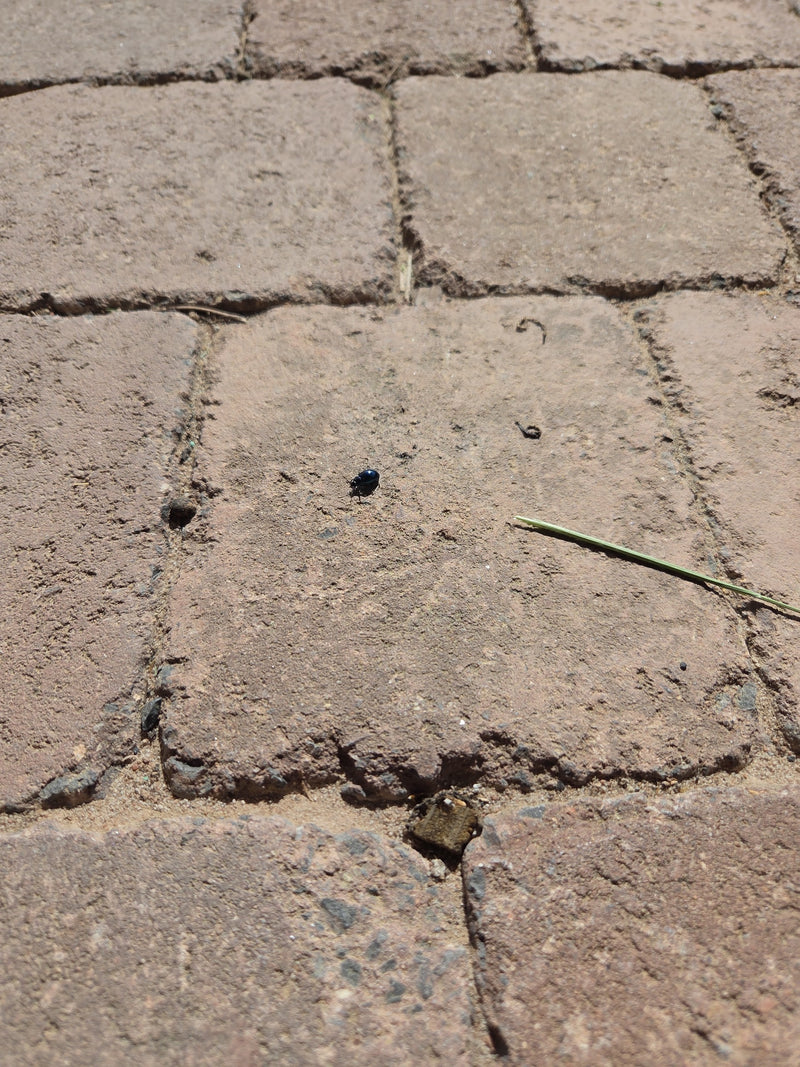 Scarabeo delle foglie di ontano blu — Bild 2