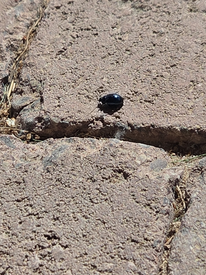 Scarabeo delle foglie di ontano blu — Bild 1