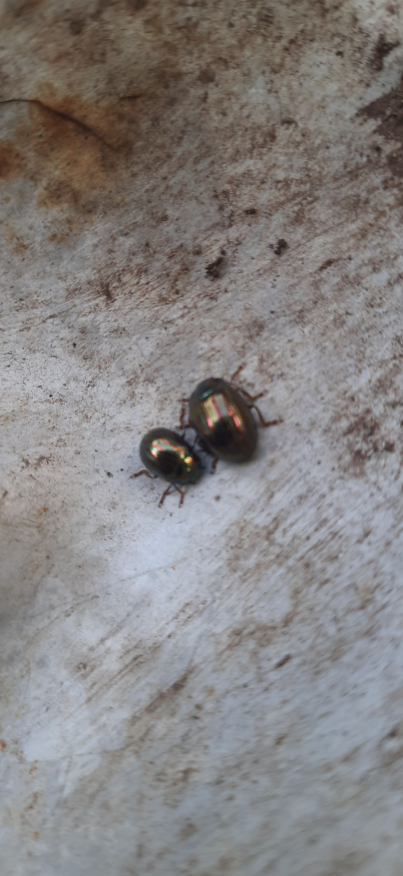 Due coleotteri dell'ontano sono seduti su una superficie chiara e strutturata. Mostrano la loro caratteristica colorazione metallica.