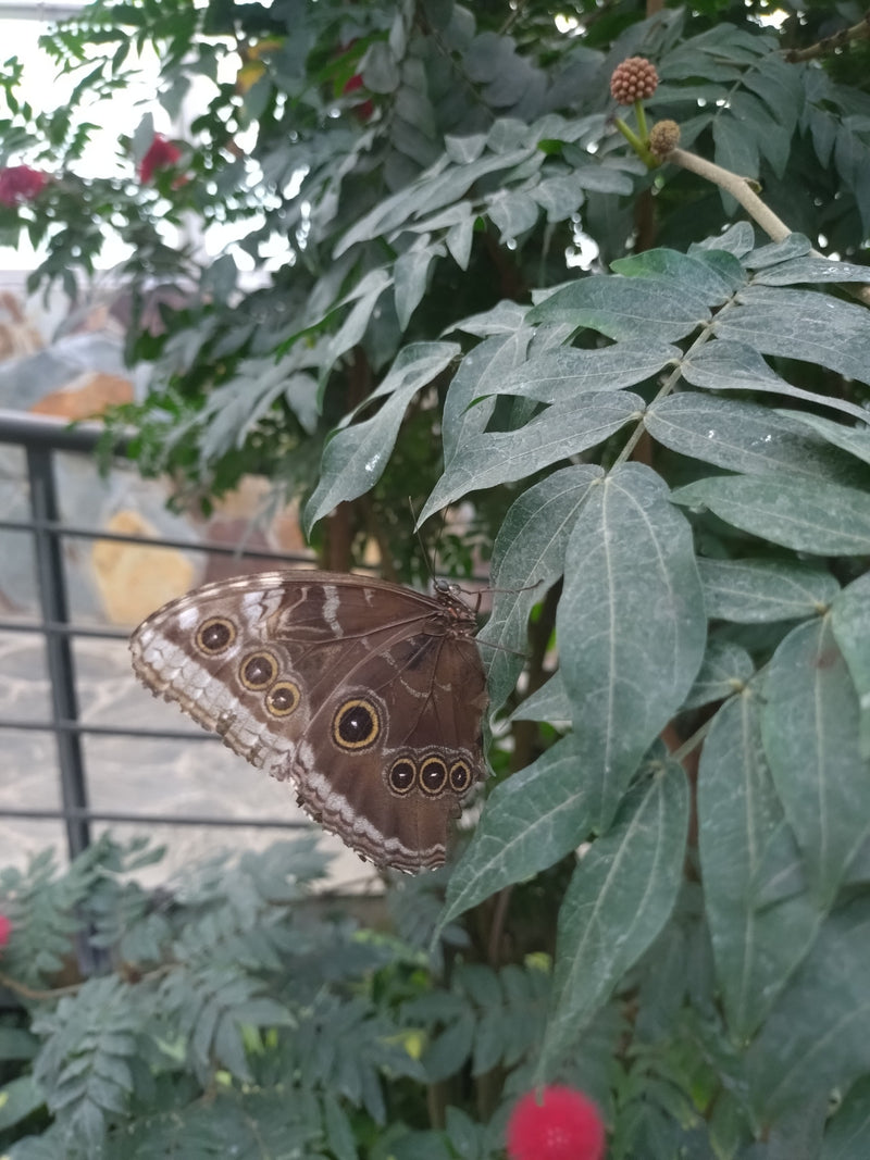 Farfalla morfo blu — Bild 2