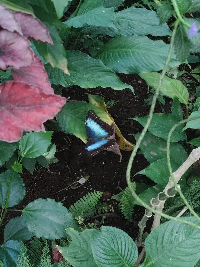 Farfalla morfo blu — Bild 1
