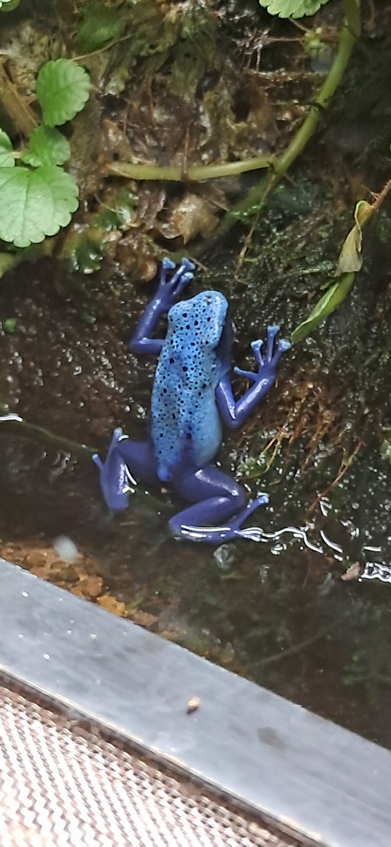 Blauer Pfeilgiftfrosch — foto 1 di 1