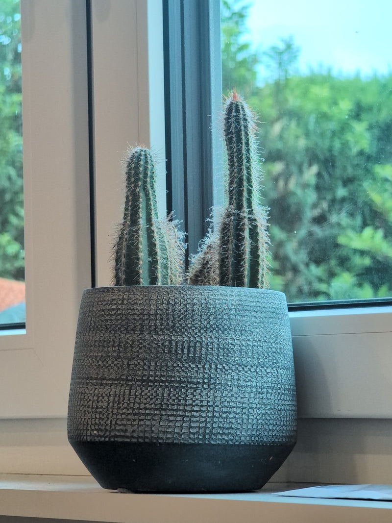 Cactus colonnare blu — Bild 1
