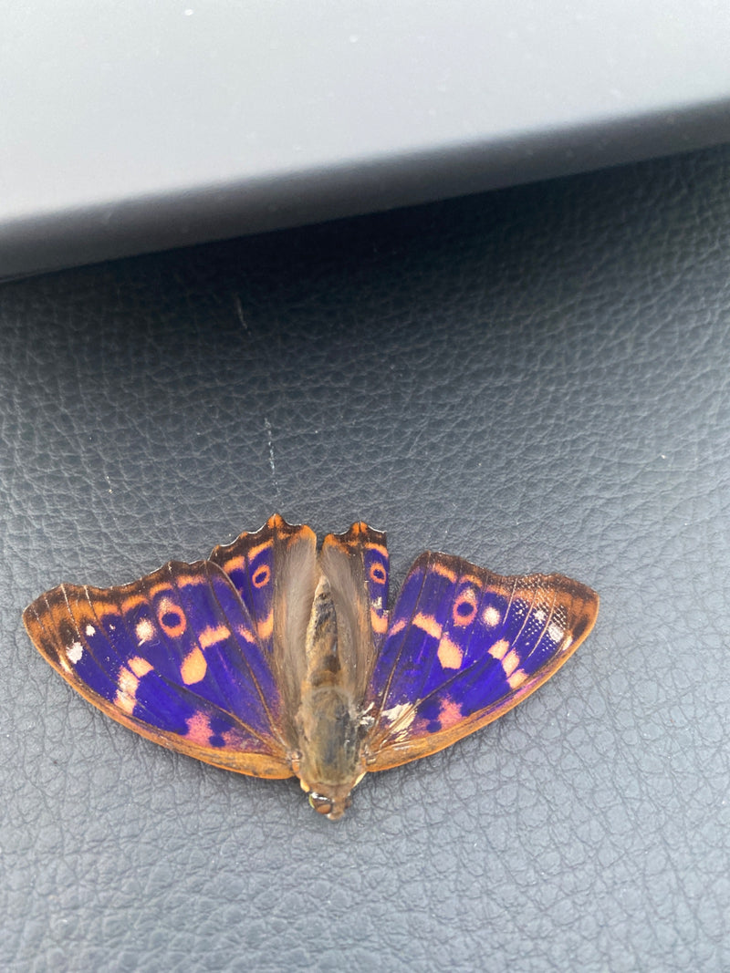 Farfalla blu della viola del pensiero — Bild 1