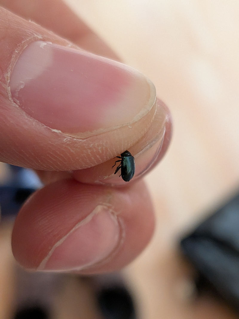 Un piccolo coleottero blu scuro poggia sulla punta di un dito umano. L'insetto è mostrato in primo piano.