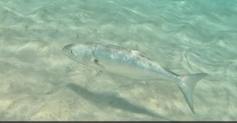 Blaufisch — foto 1 di 1