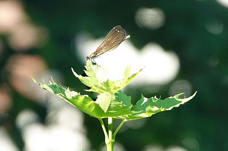 Demoiselle dalle ali blu — Bild 1