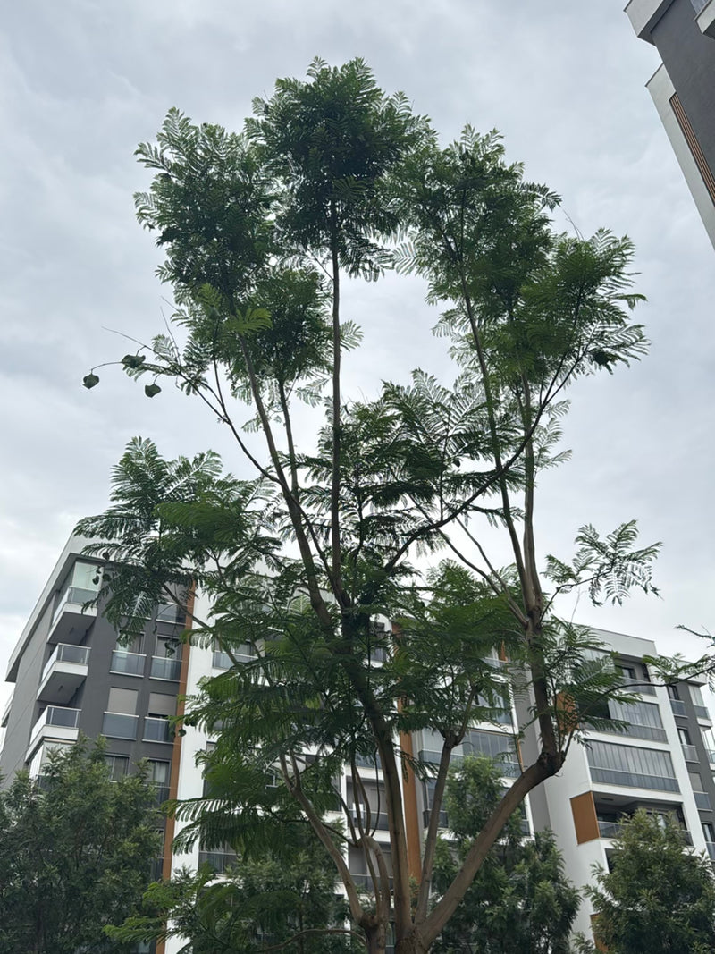 Albero di campanule — Bild 2