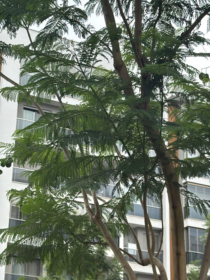 Albero di campanule — Bild 1