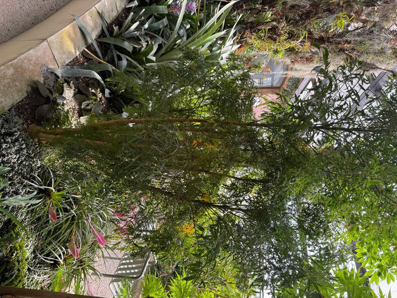 L'immagine mostra una giovane pianta con foglie finemente pennate, simili a felci. Cresce in una serra tra altre piante tropicali.