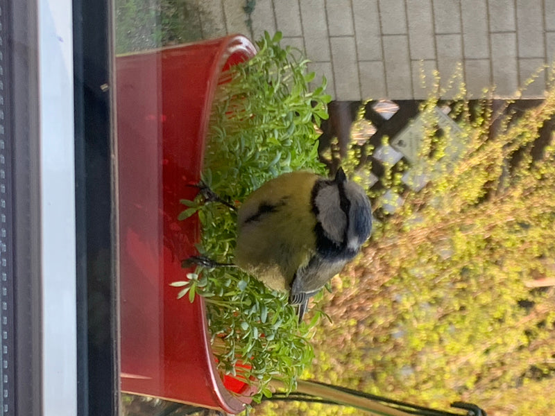 Cinciarella — foto 5 di 10