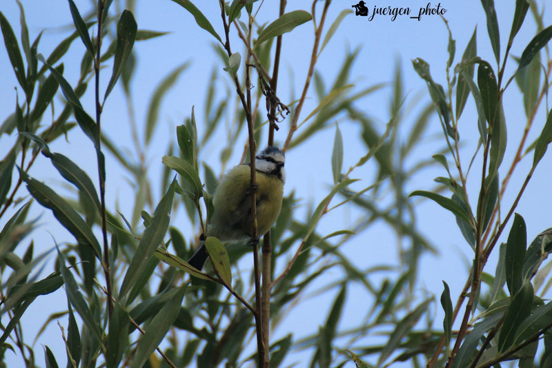 Cinciarella — foto 4 di 10