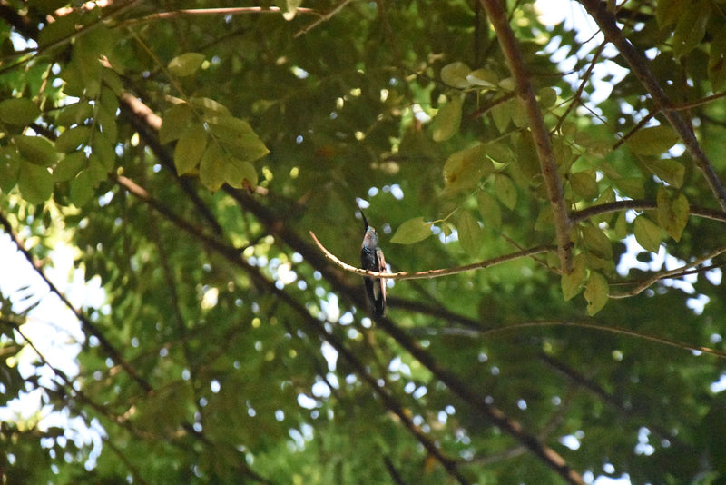Blauschwanz-Schimmerkolibri — foto 1 di 1