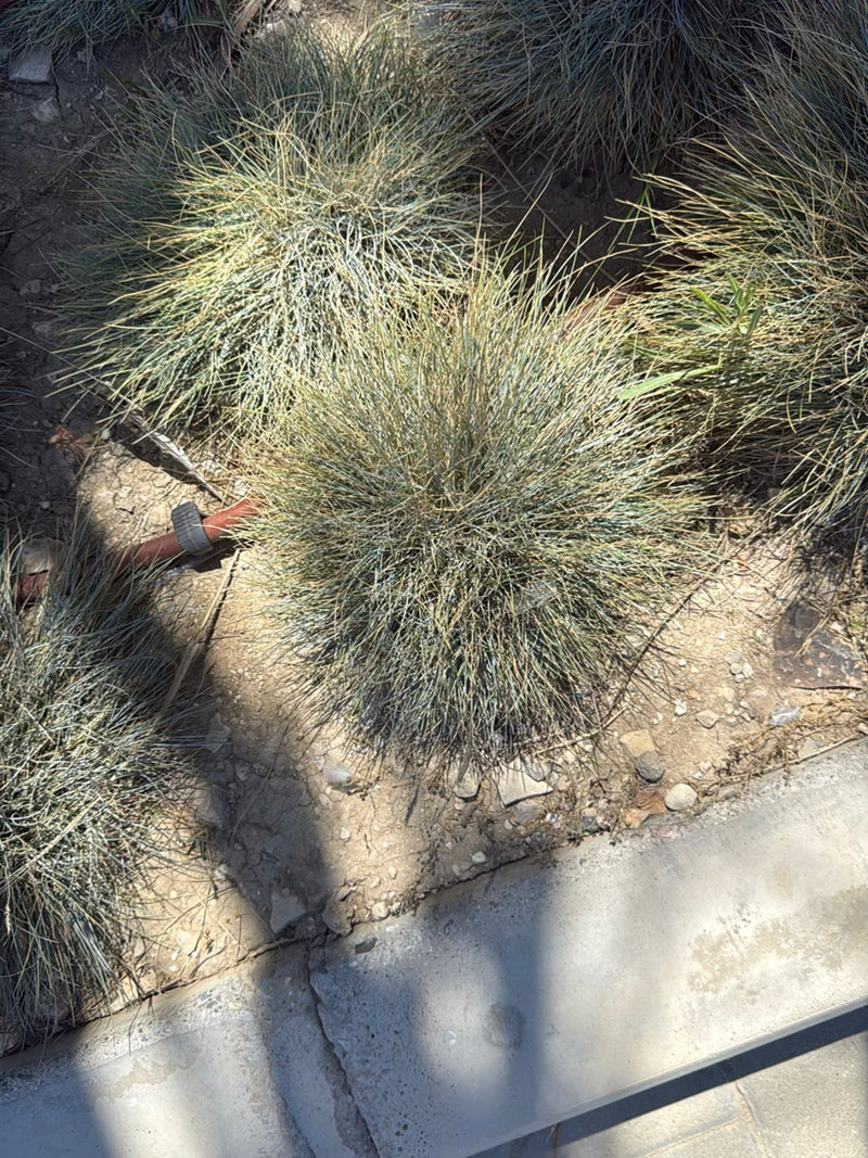 Festuca azzurra — Bild 3