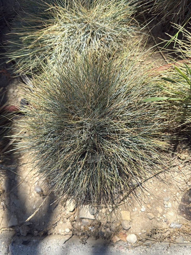 Festuca azzurra — Bild 2