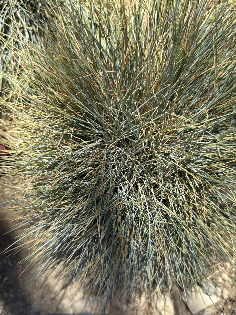 Festuca azzurra — Bild 1