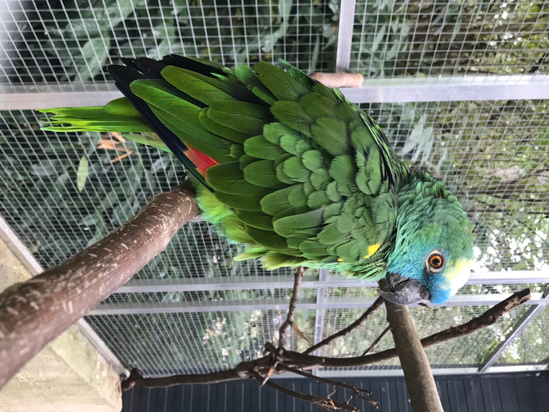 Blaustirnamazone — foto 1 di 1