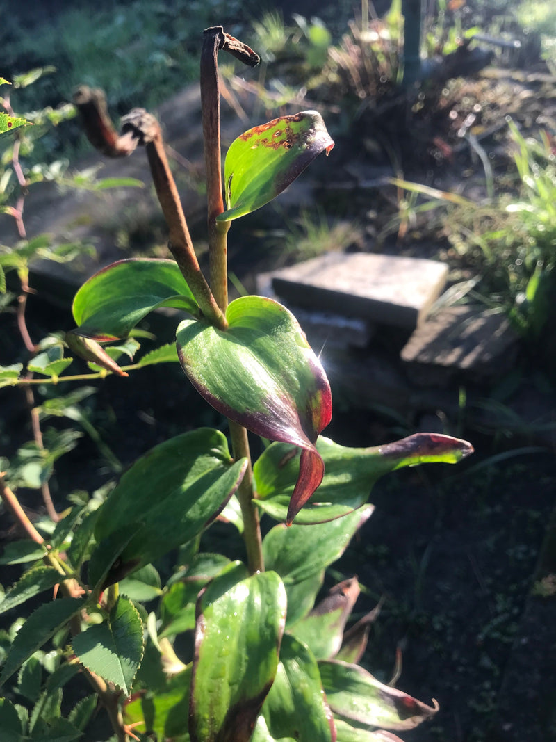 L'immagine mostra il fusto eretto con le tipiche foglie leggermente carnose di Tradescantia cerinthoides. La pianta cresce all'aperto in un giardino.