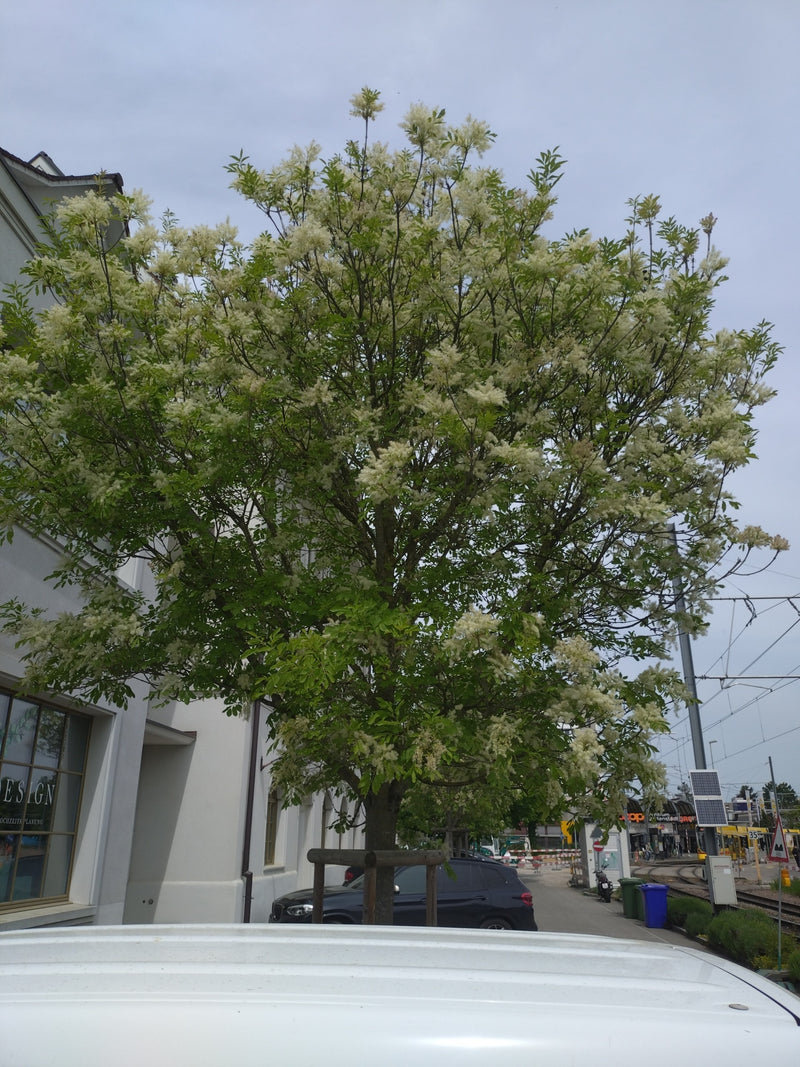 Cenere di fiori — Bild 1
