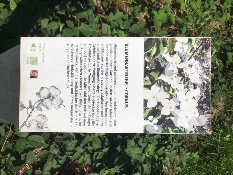 Blumen-Hartriegel — foto 1 di 2