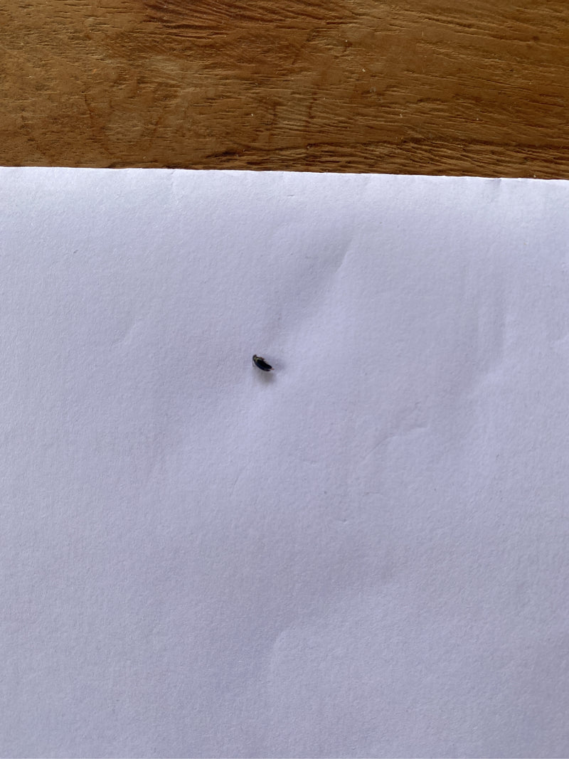 Un insetto molto piccolo, un cimicino dei magazzini, si trova su un foglio di carta bianca. L'animale è riconoscibile solo come un minuscolo punto scuro.