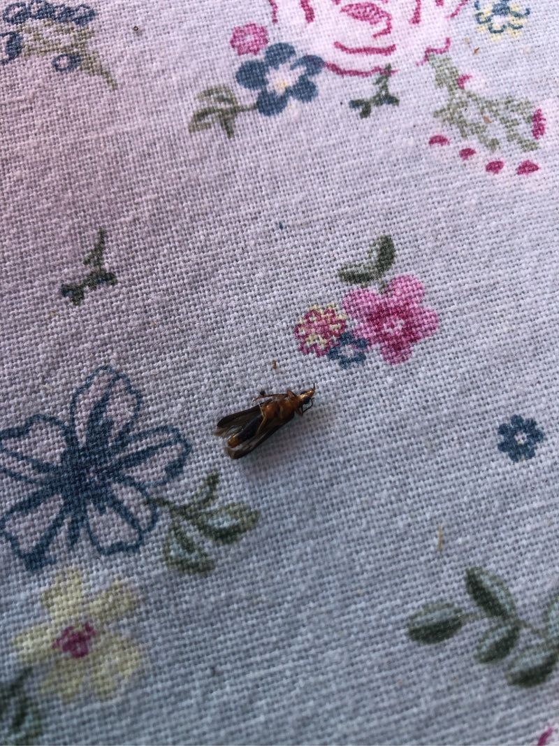 Un esemplare di Xylocoris flavipes giace su una superficie di tessuto fantasia. L'insetto è ben visibile.