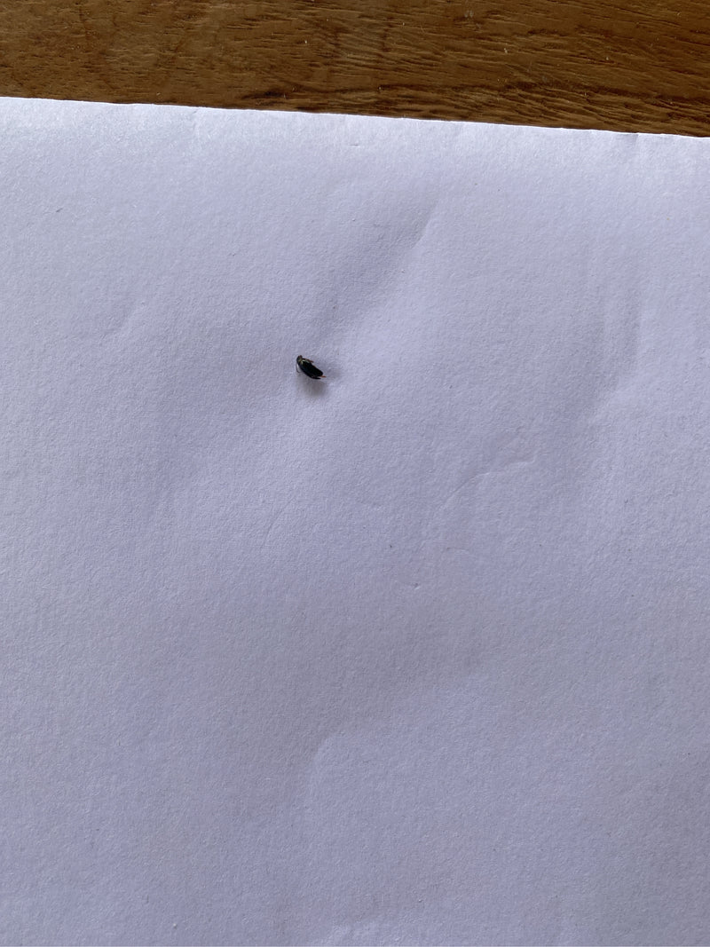 Un insetto molto piccolo è seduto su un foglio di carta bianca, difficile da riconoscere.