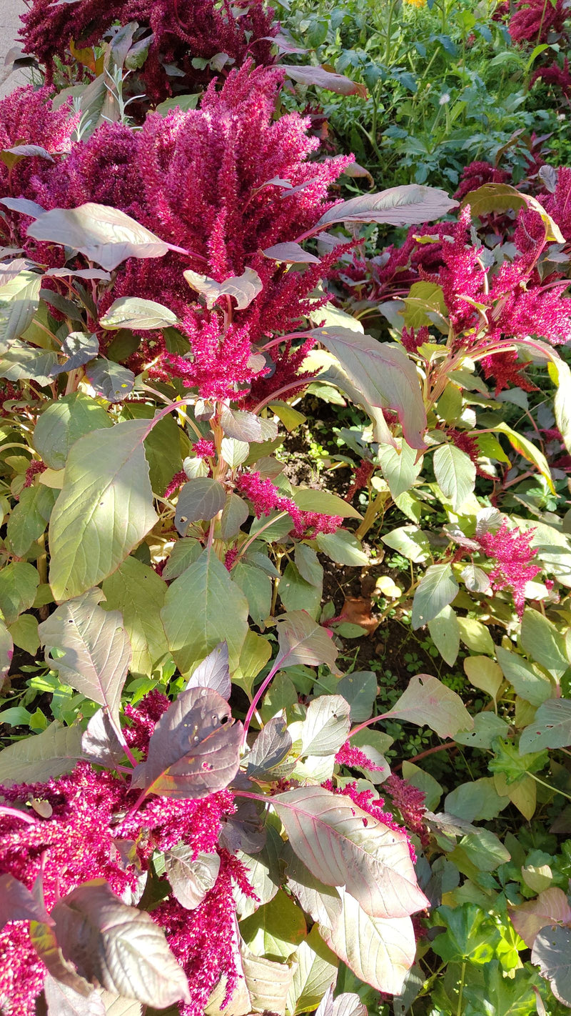Blut-Amarant — foto 1 di 1