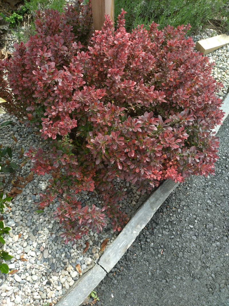È visibile un berberis con caratteristiche foglie rosse in un'aiuola. L'arbusto compatto cresce in un curato ambiente da giardino su ghiaia.