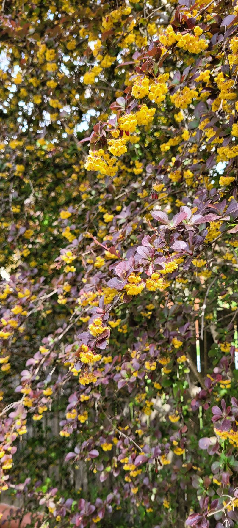 Si vede un ramo di crespino di Thunberg con foglie rosso scuro e numerosi fiori gialli. Lo scatto mostra l'arbusto in un ambiente naturale.
