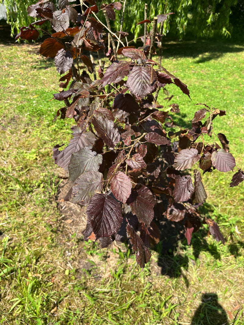 Si vede un giovane nocciolo con foglie rosso scuro caratteristiche, ripreso dall'alto. La pianta si trova in un giardino su un prato.