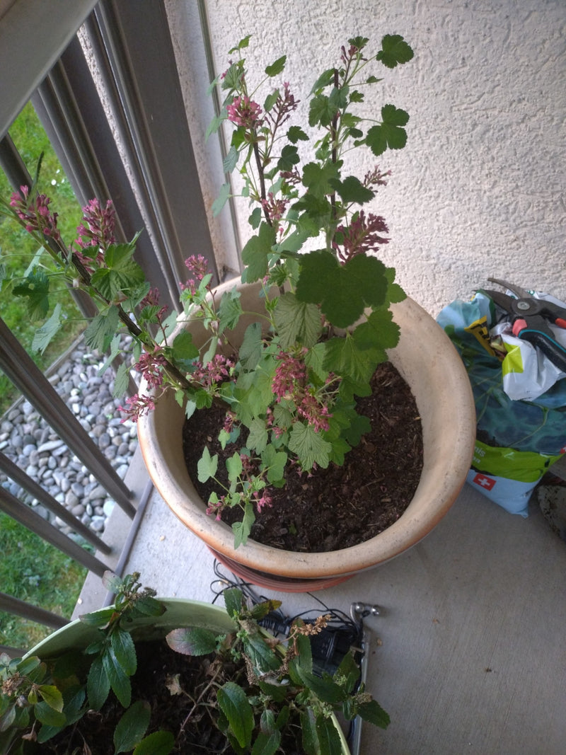 Ribes sanguigno — Bild 1
