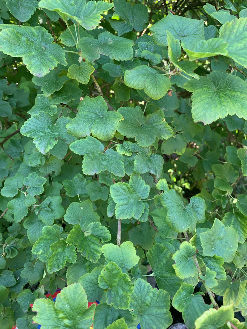 Sono visibili le foglie verdi e lobate di un ribes sanguigno da una prospettiva ravvicinata. Non si riconoscono fiori.