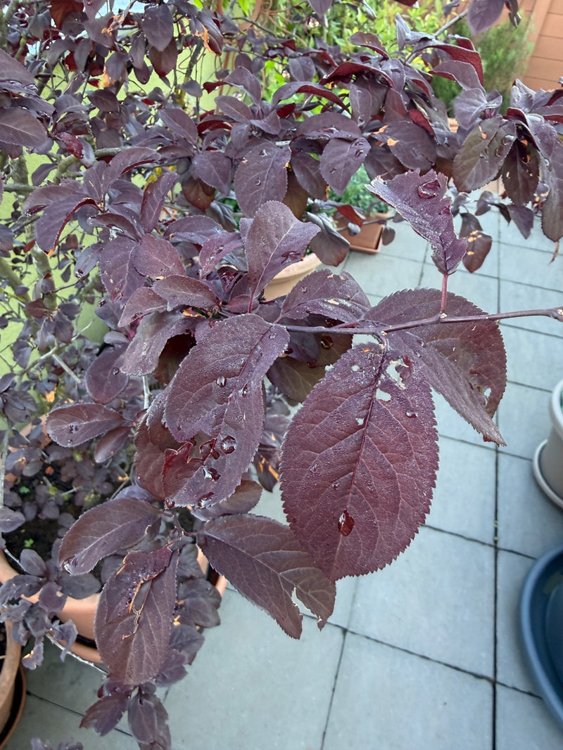 Sono visibili le caratteristiche foglie e i rami rosso scuro di una ciliegia susina. La pianta si trova in un vaso su una terrazza piastrellata.