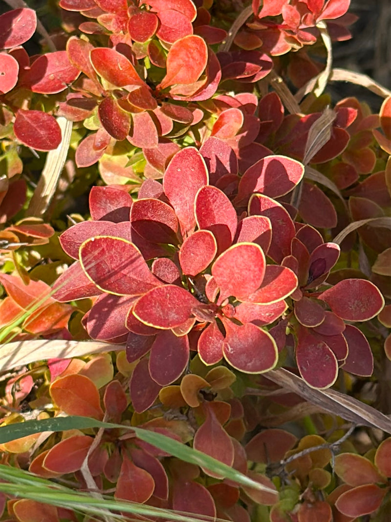 Si vede un primo piano delle caratteristiche foglie rosso scuro di un crespino di Thunberg. Le piccole foglie ovali crescono fitte sui rami.