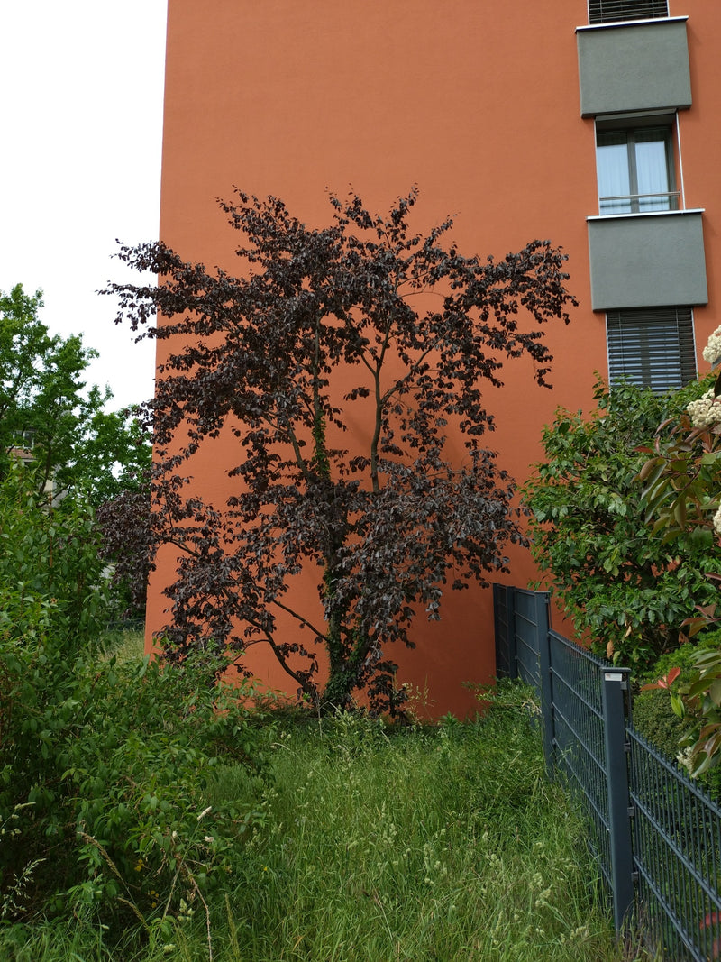 Si vede un giovane faggio con foglie rosso scuro che cresce davanti a una parete di una casa arancione. In primo piano c'è un prato con una recinzione.