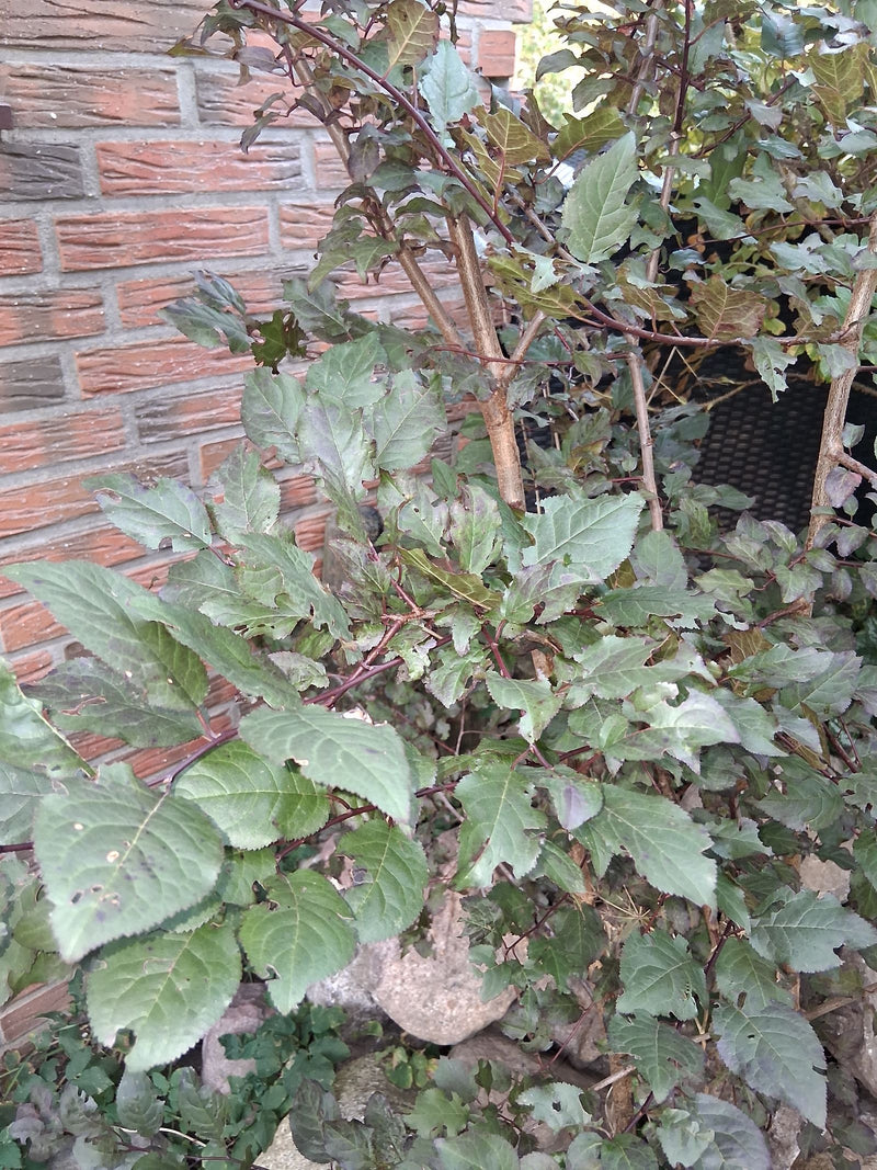 Rami di un mirabolano con foglie seghettate leggermente sfumate di rosso davanti a un muro di mattoni.