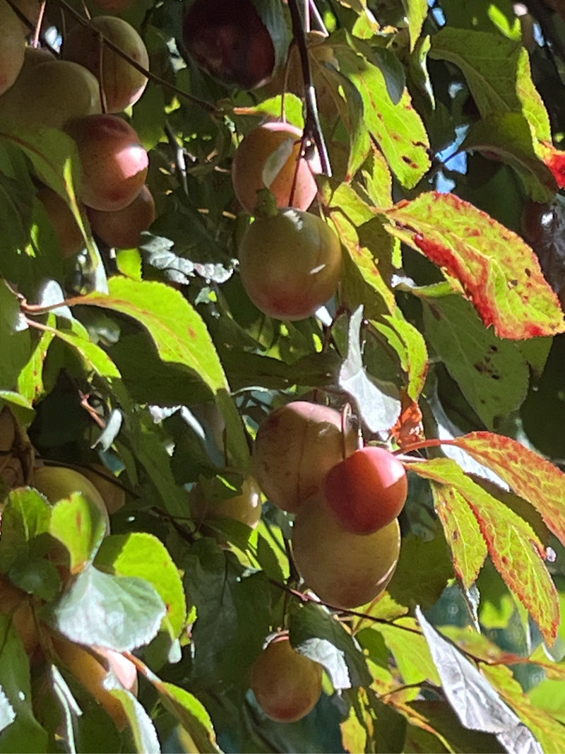 L'immagine mostra frutti in maturazione e foglie verdi di un susino mirabolano su un ramo. Le piccole susine rotonde pendono tra il fogliame alla luce del sole.