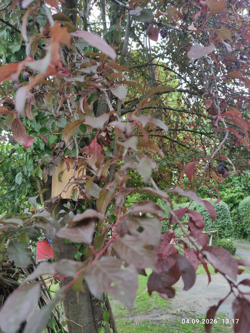 Si vede un ramo di susino ciliegino a foglie rosse con foglie scure e frutti sparsi in un contesto di giardino. La pianta è in fase di crescita.